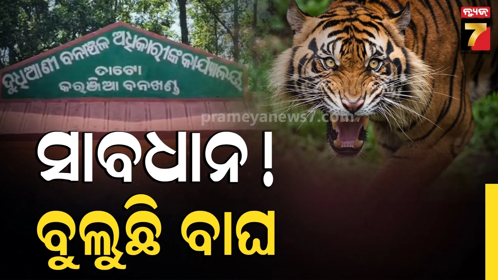 ଗାଁ ପାଖରେ ବୁଲୁଛି ବାଘ : ଦୁଇ ଗୋରୁଙ୍କୁ ମାରି ଖାଇଲା, ଭୟରେ ଲୋକେ