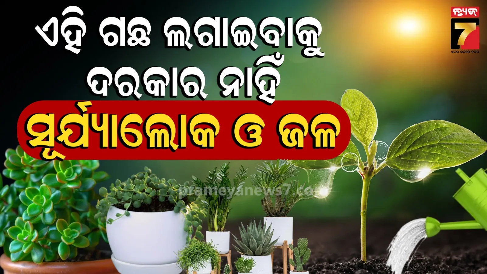 Best 5 Plants That Grow Without Sunlight