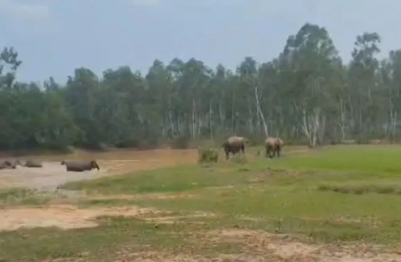 elephant