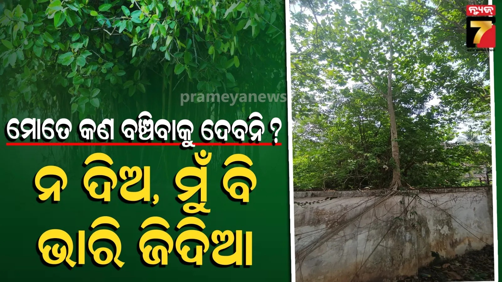 Banyan Tree Story