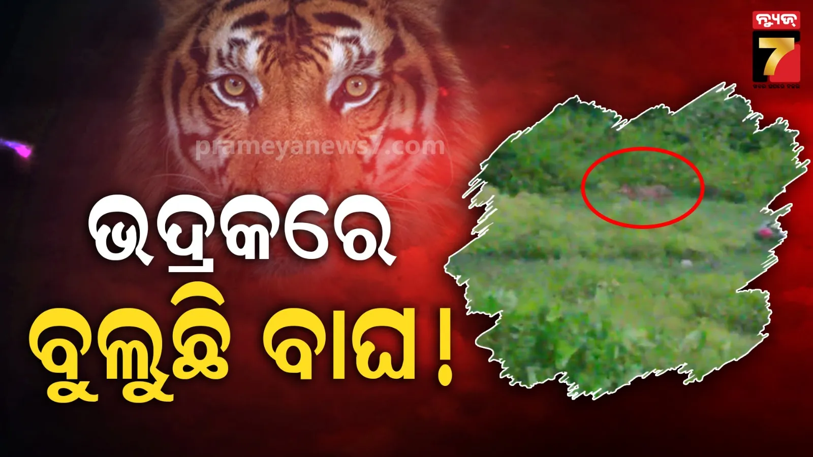bhadrak viral video