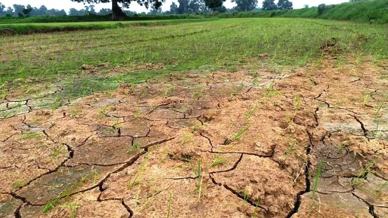 ଜୁନରେ ୪୬ ପ୍ରତିଶତ ନିଅଣ୍ଟିଆ ବର୍ଷା, ଚାଷ କାର୍ଯ୍ୟ ପ୍ରଭାବିତ, ଜୁଲାଇ ମାସକୁ ଭରସା