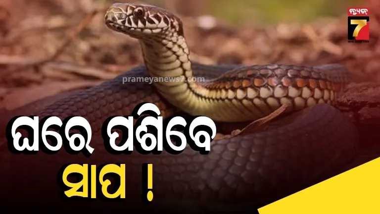 ଘରେ ପଶିଯାଉଛି ସାପ ! ରୁହନ୍ତୁ ସତର୍କ...ଏହି ସବୁ କାରଣ ପାଇଁ ବଢୁଛି ସର୍ପାଘାତ ବିପଦ