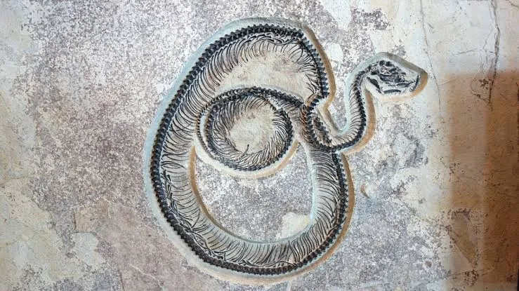 Vasuki 