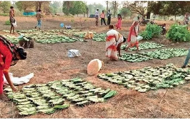 କେନ୍ଦୁପତ୍ର ତୋଳାଳି, ବନ୍ଧାଳିଙ୍କ ପାଇଁ  ମୁଖ୍ୟମନ୍ତ୍ରୀଙ୍କ ନିଷ୍ପତ୍ତି, କେରି ପିଛା ୧୦ ପଇସା ବୃଦ୍ଧି, ଫାଳ ପିଛା ୨୦ ପଇସା ବୃଦ୍ଧି