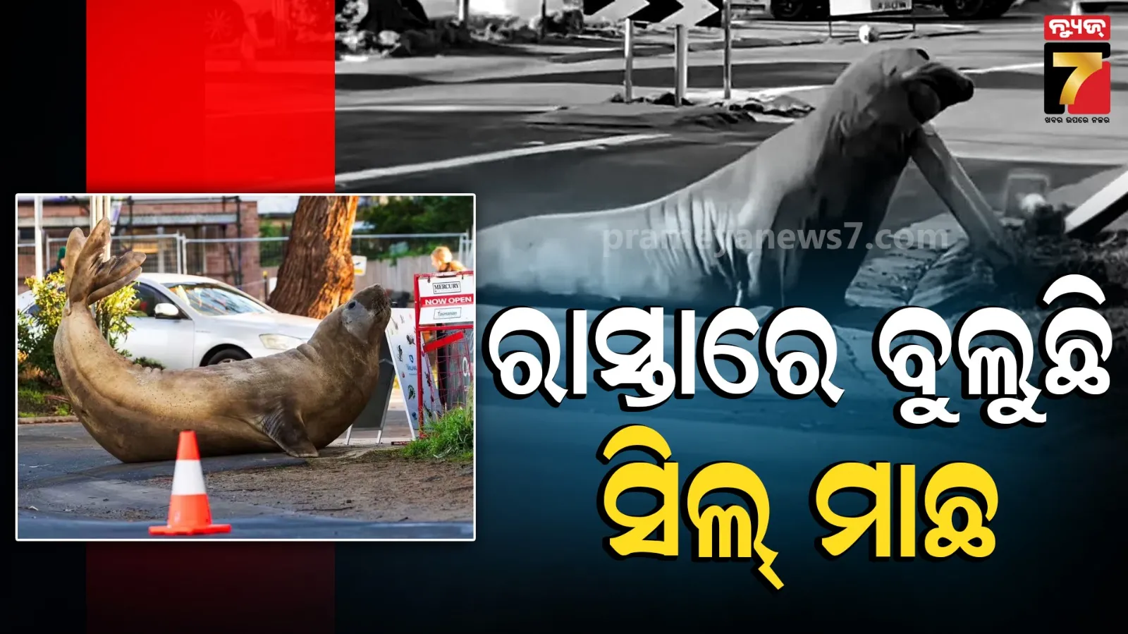 ରାସ୍ତାରେ ବୁଲୁଛି ୧୦୦୦ ଟନ୍‌ର ସେଲିବ୍ରିଟି ସିଲ୍‌, ସୋସିଆଲ ମିଡିଆରେ ଭାଇରାଲ ହେଉଛି ଫଟୋ