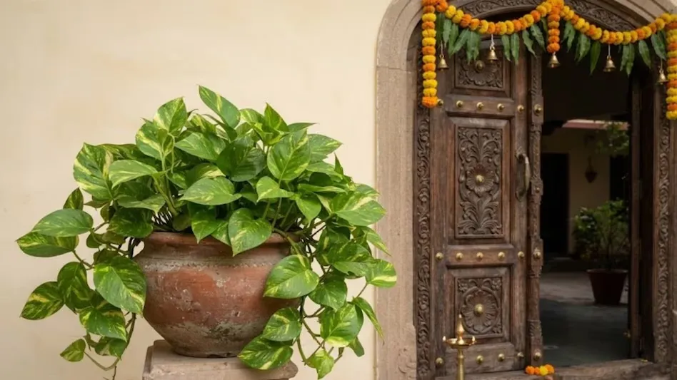  money plant 