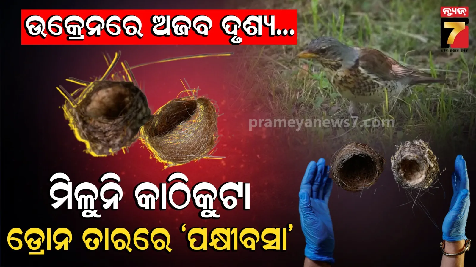 Birds Found Building Nests With Drone Cables