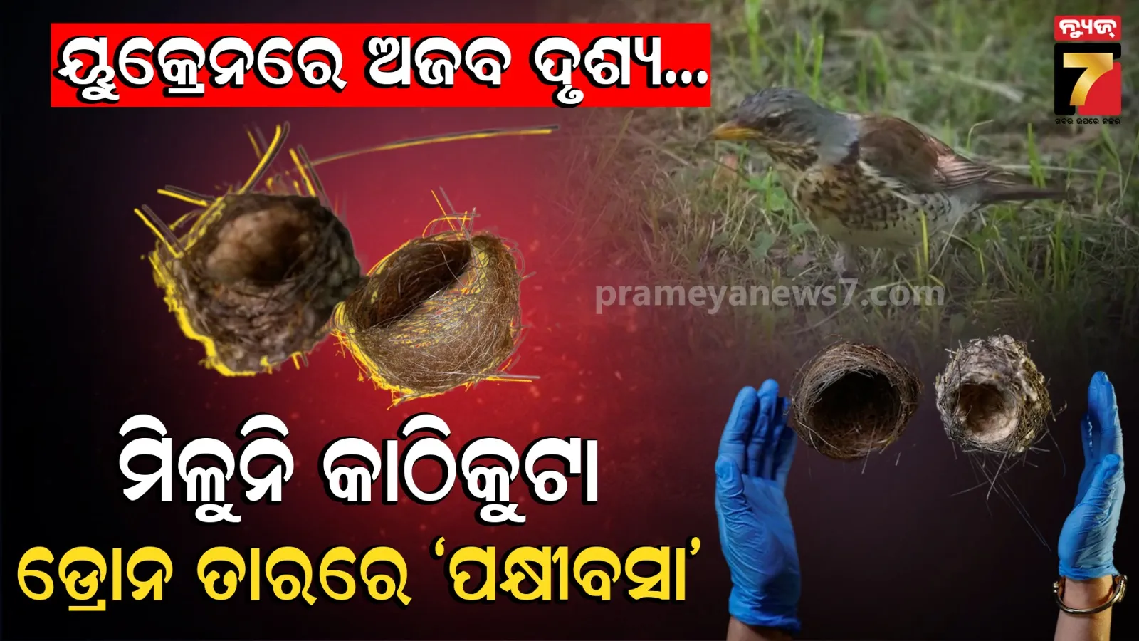 ୟୁକ୍ରେନରେ ଅଜବ ଦୃଶ୍ୟ ! ଡ୍ରୋନ ତାରରେ 'ପକ୍ଷୀବସା' 