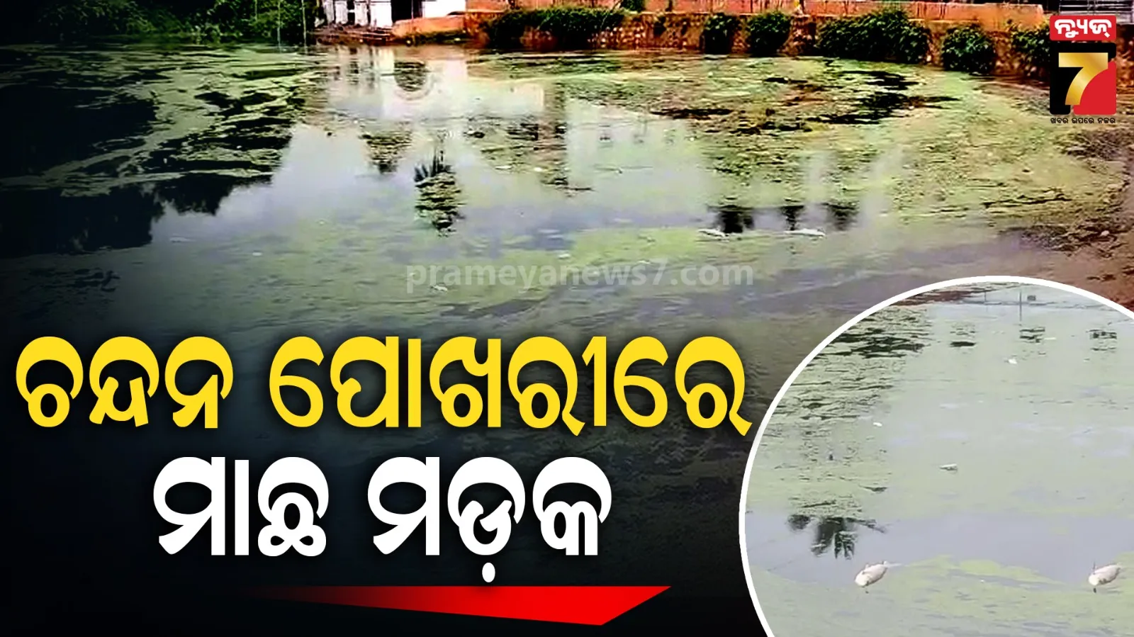ଚନ୍ଦନ ପୁଷ୍କରିଣୀରେ ପଶୁଛି ଦୂଷିତ ଜଳ, ପୋଖରୀରେ ଭାସୁଛି ଶହ ଶହ ମଲା ମାଛ 