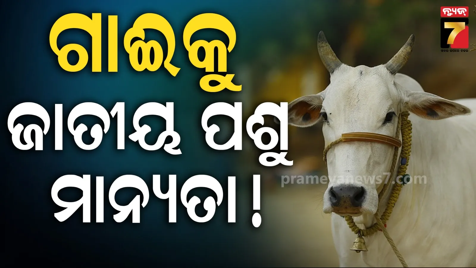 cow