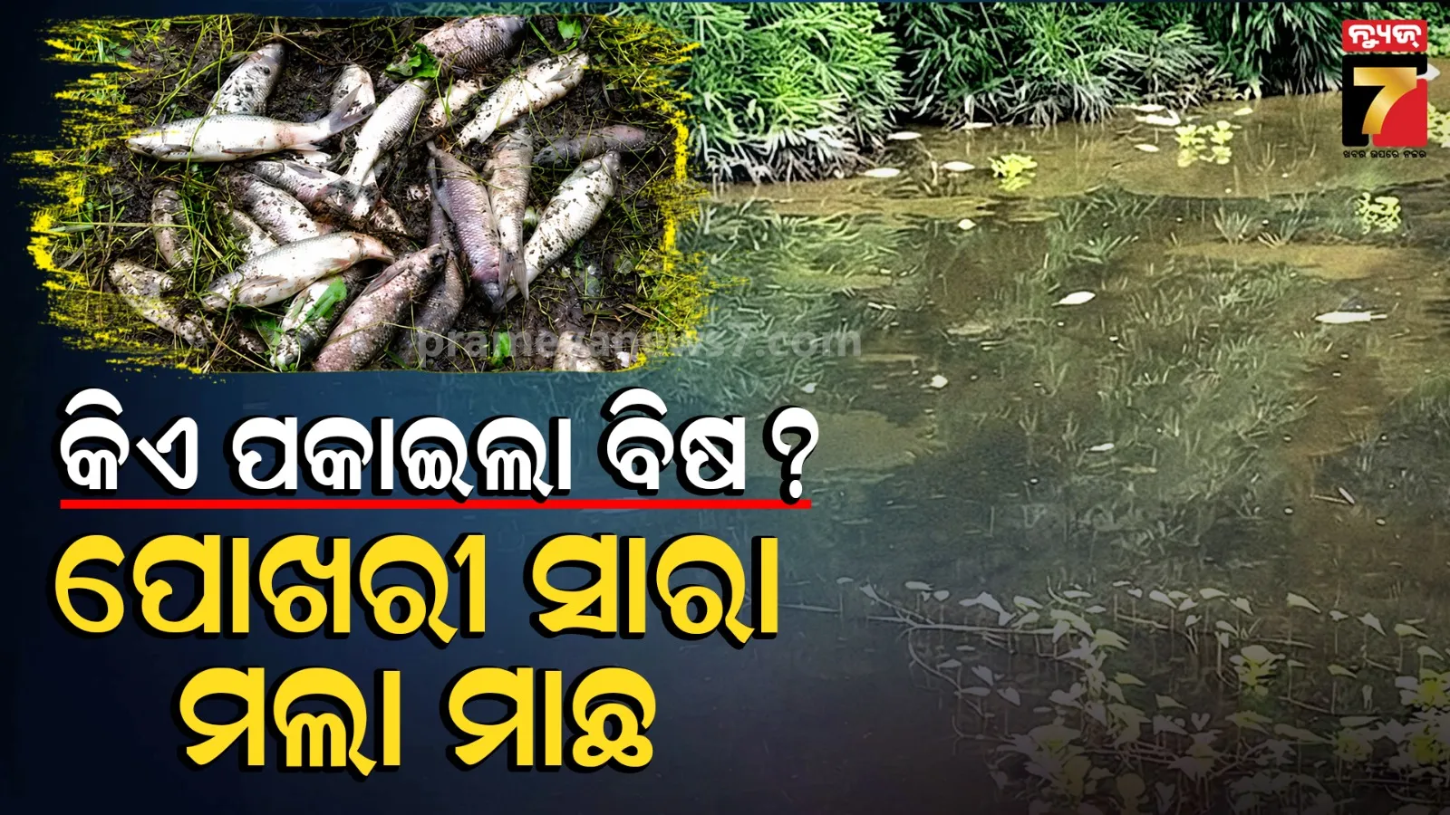 ପୋଖରୀରେ ପକାଇଦେଲେ ବିଷ ! ମରି ଭାସୁଛନ୍ତି କ୍ବିଣ୍ଟାଲ- କିଣ୍ଟାଲ ମାଛ