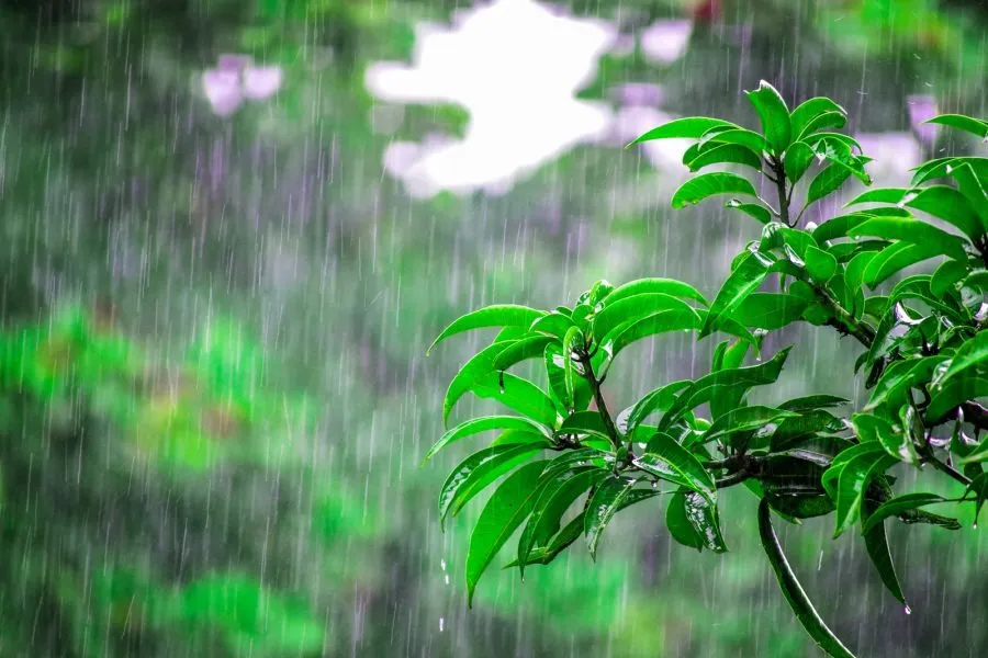 Weather Update: ୨୪ ଘଣ୍ଟାରେ ଭିଜିବ ଉତ୍ତର ଓ ଦକ୍ଷିଣ ଓଡ଼ିଶା, ଆହୁରି ସପ୍ତାହେ ମିଳିବନି ତ୍ରାହି