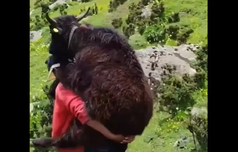 heartwarming video 