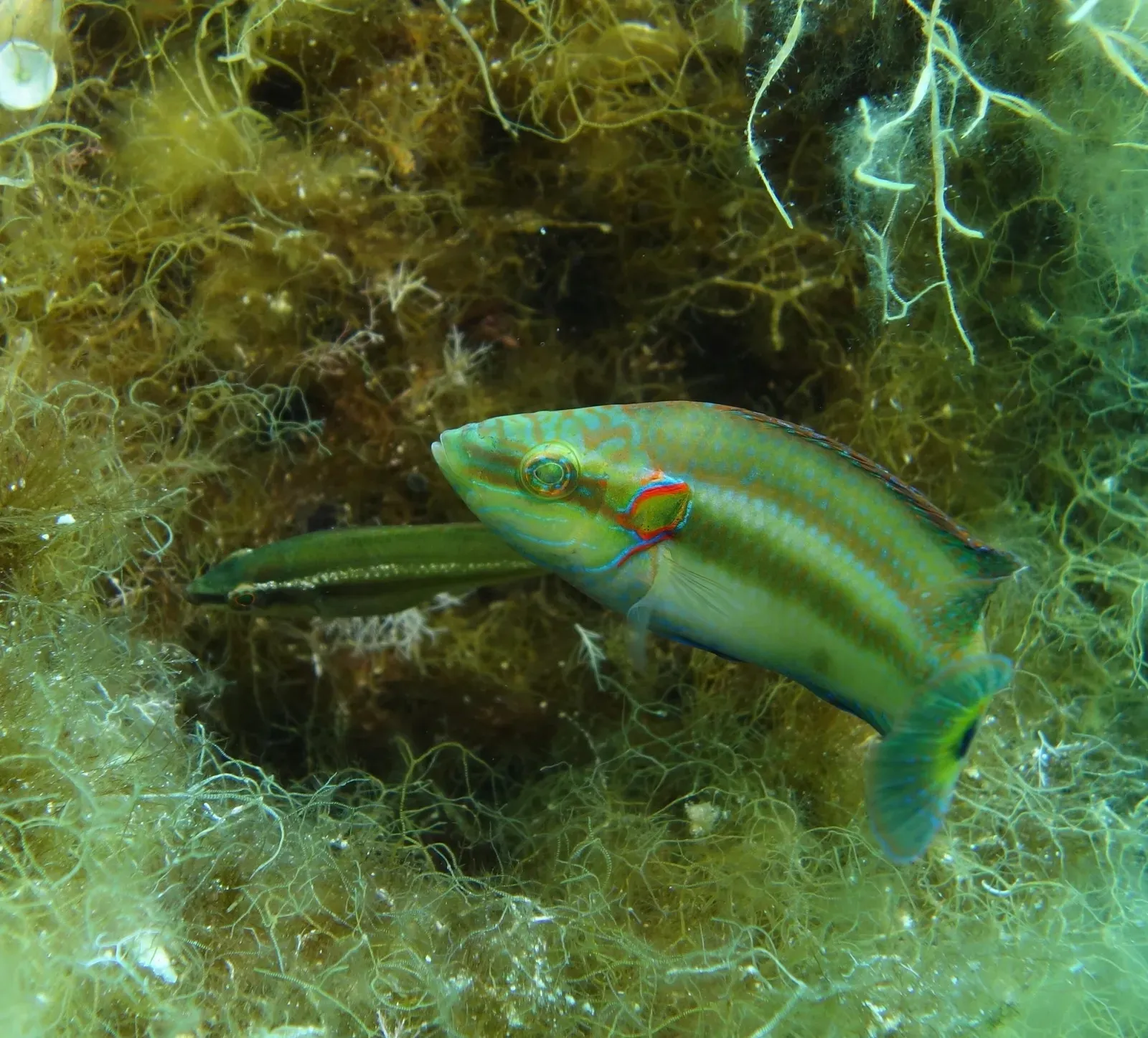 Discover the mysterious fish 