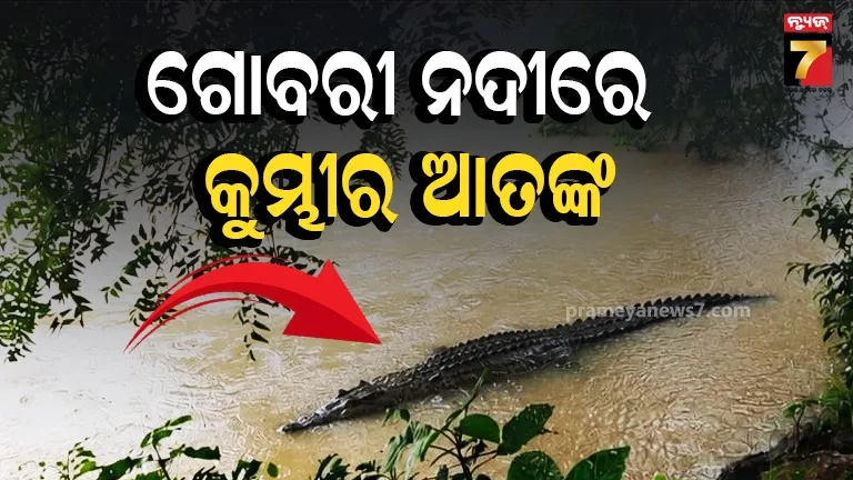 Crocodile strayed into the Gobari River in the Mahanga Block Area.