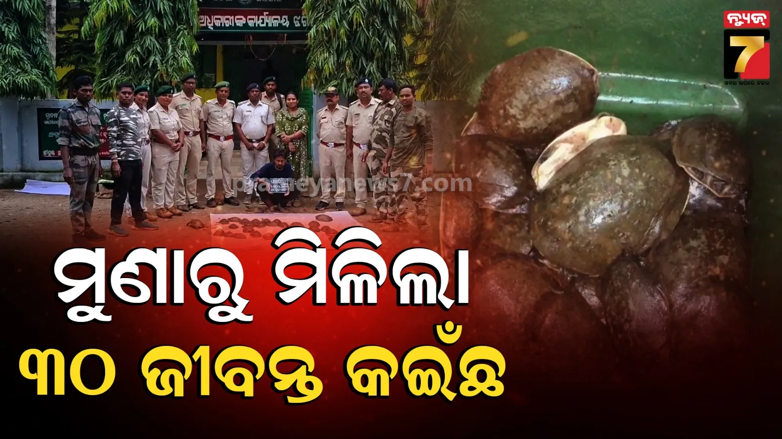 Forest Department Intercepted a Turtle Smuggling Attempt and Arrest One.