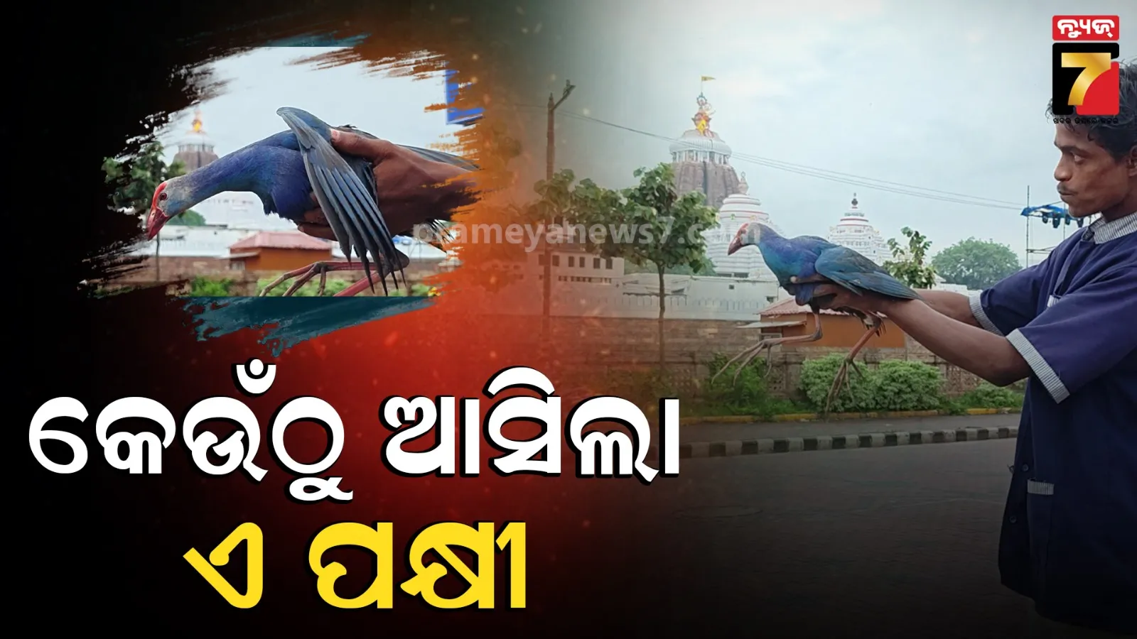 Foreign Bird at Srimandir: ଶ୍ରୀମନ୍ଦିର ଚାରିପାଖେ ବୁଲୁଥିଲା ବିଦେଶୀ ପକ୍ଷୀ, ଧରିପକାଇଲେ ସୁରକ୍ଷା କର୍ମୀ