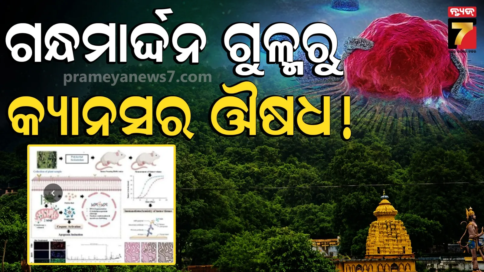 ସମ୍ବଲପୁର ବିଶ୍ୱବିଦ୍ୟାଳୟକୁ ବଡ଼ ସଫଳତା, ଗନ୍ଧମାର୍ଦ୍ଦନ ଗୁଳ୍ମରୁ କ୍ୟାନସର ଔଷଧ...
