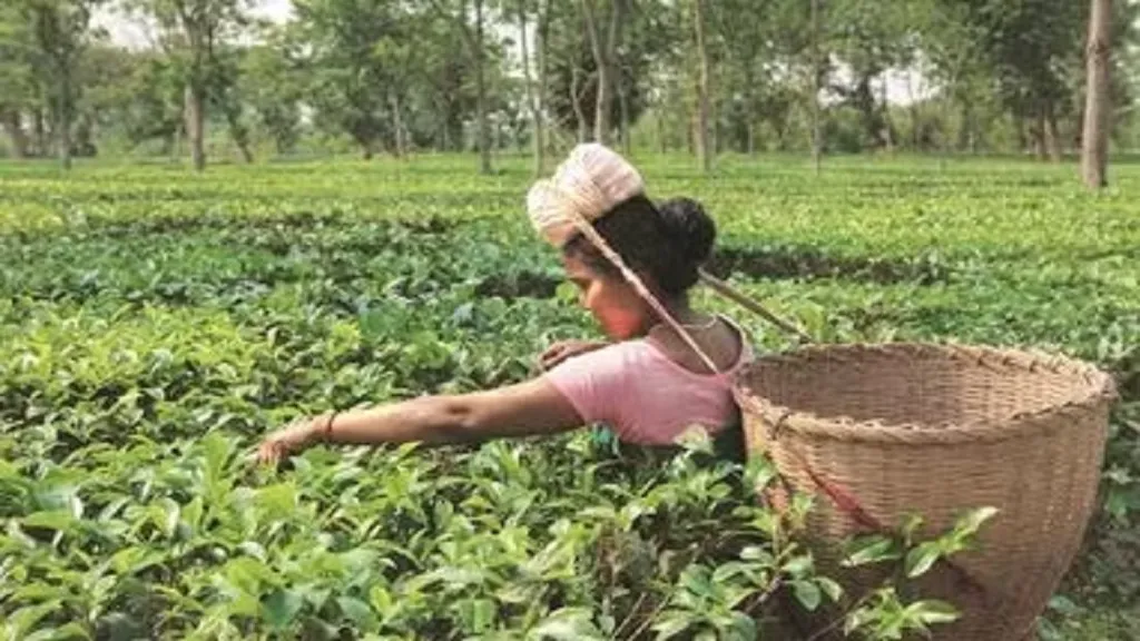 tea cultivation