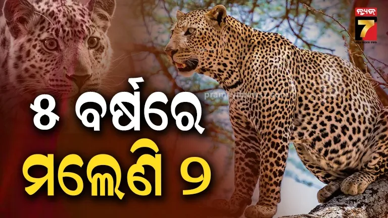 Leopard