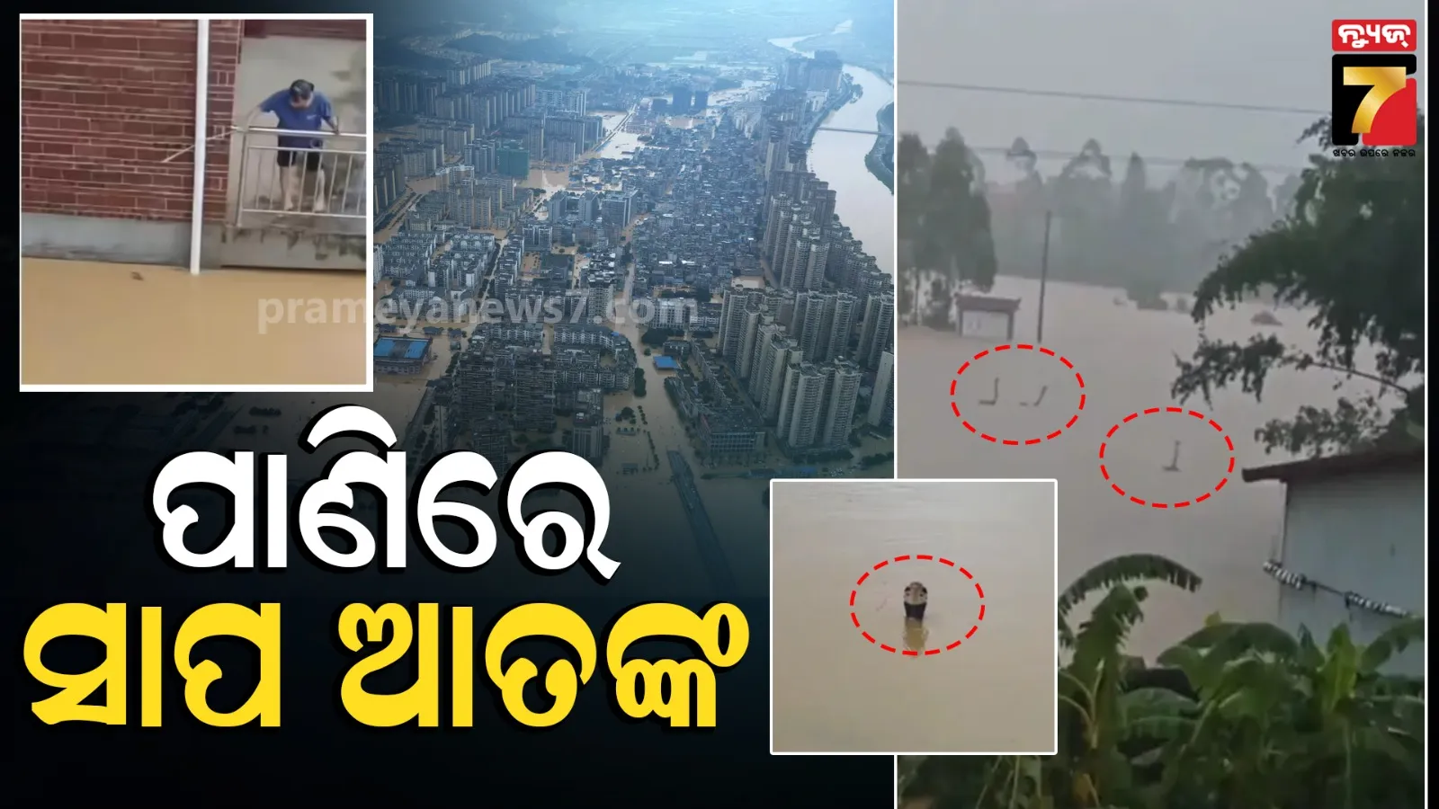 China 900 Snake: ବନ୍ୟା ପାଣିରେ ଭାସି ଆସିଲେ ୯୦୦ ବିଷଧର ସାପ; ଲୋକଙ୍କୁ ଦେଖିଲେ ଟେକୁଛନ୍ତି ଫଣା, ସମସ୍ତେ ଛାନିଆ