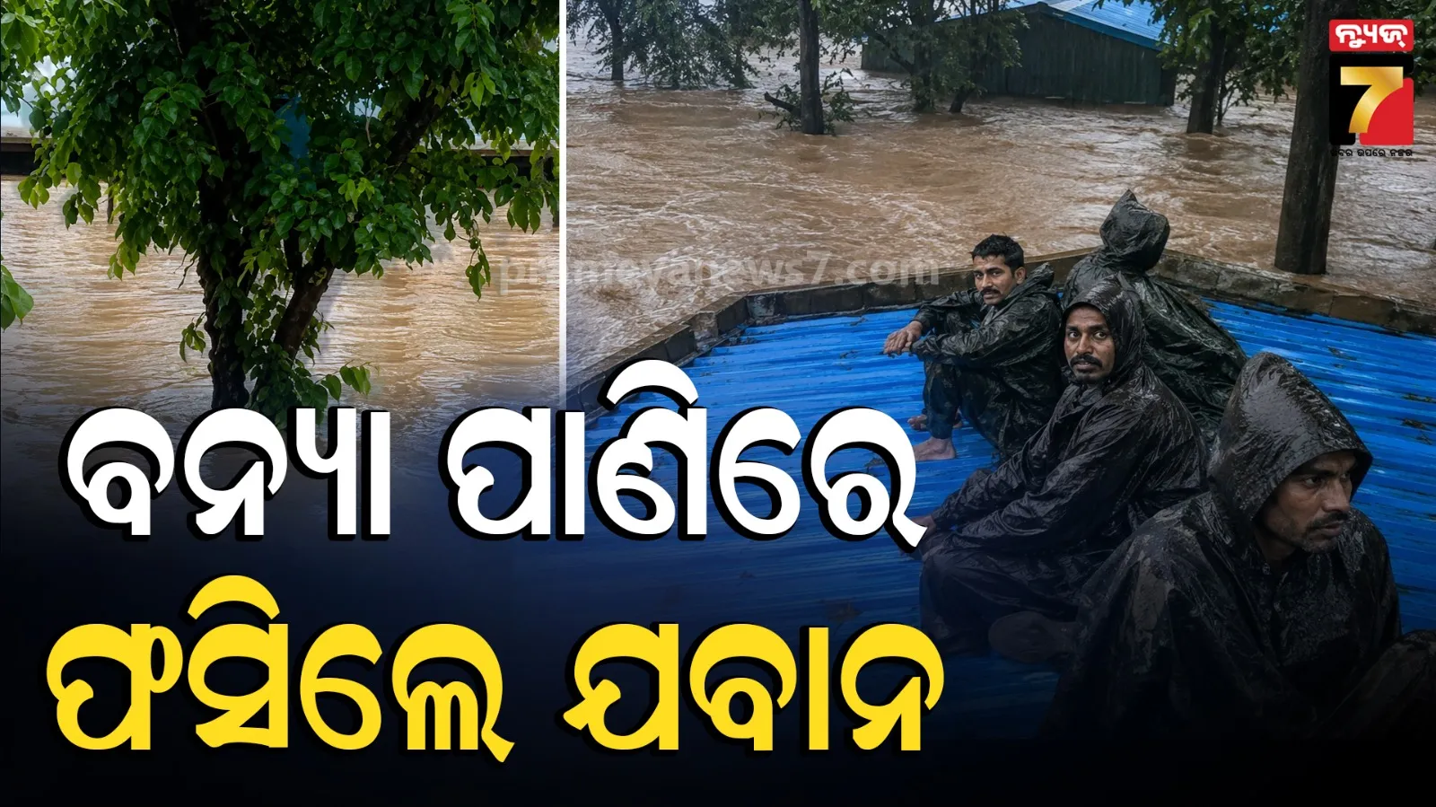 Flood Update : ବନ୍ୟା ପାଣିରେ ଫସିଲେ ଜବାନ, ଜୀବନ ବଞ୍ଚାଇବାକୁ କିଏ ଟିଣ ଉପରେ ତ ଆଉ କିଏ ଗଛ ଡାଳରେ…