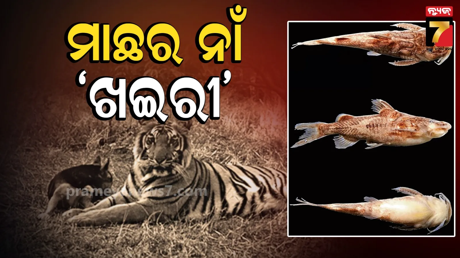 ଓଡ଼ିଶାର ବୁଢ଼ାବଳଙ୍ଗରେ ନୂଆ କ୍ୟାଟଫିସ୍: ବାଘୁଣୀ 'ଖଇରୀ' ନାଁରେ ହେଲା ପ୍ରଜାତିର ନାମକରଣ