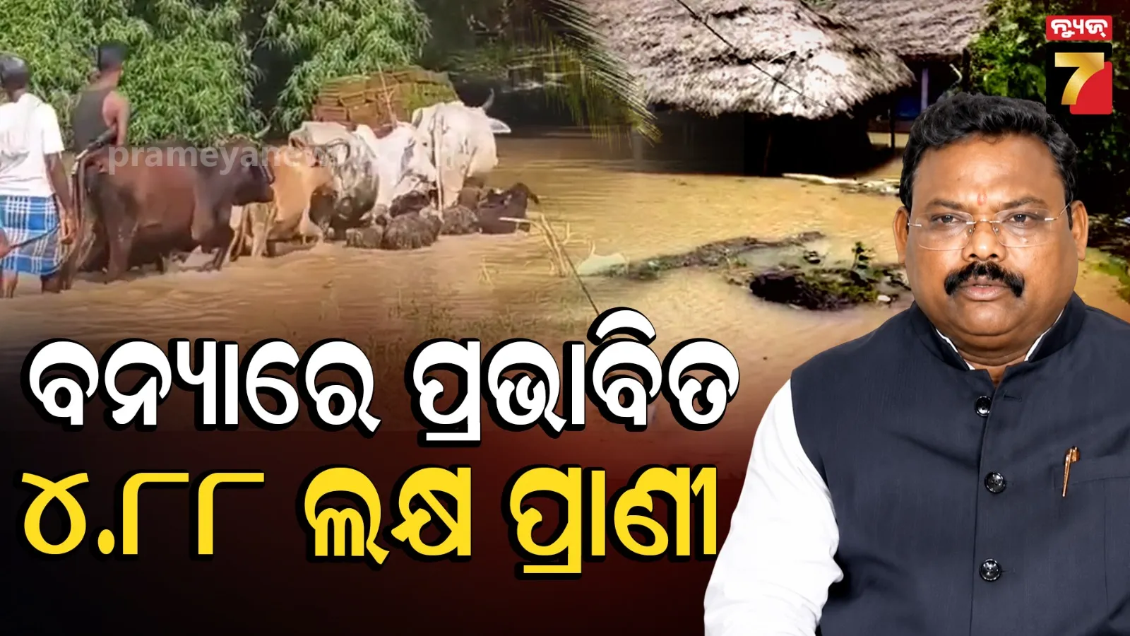 Livestock affected: ବନ୍ୟାରେ ପ୍ରାଣୀ ସମ୍ପଦର ବଡ଼ କ୍ଷତି, ଯୁଦ୍ଧକାଳୀନ ଭିତ୍ତିରେ ଚାଲିଛି ରିଲିଫ୍ ଓ ଚିକିତ୍ସା