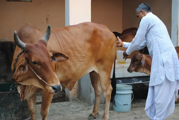କ୍ଷୀର ପରେ ଏବେ ଗୋମୂତ୍ରରୁ ଚାଷୀ ହେବ ଆତ୍ମନିର୍ଭର ! ଲିଟରକୁ ୧୦ ଟଙ୍କା ଦରରେ କିଣିବେ ୟୁପି ସରକାର