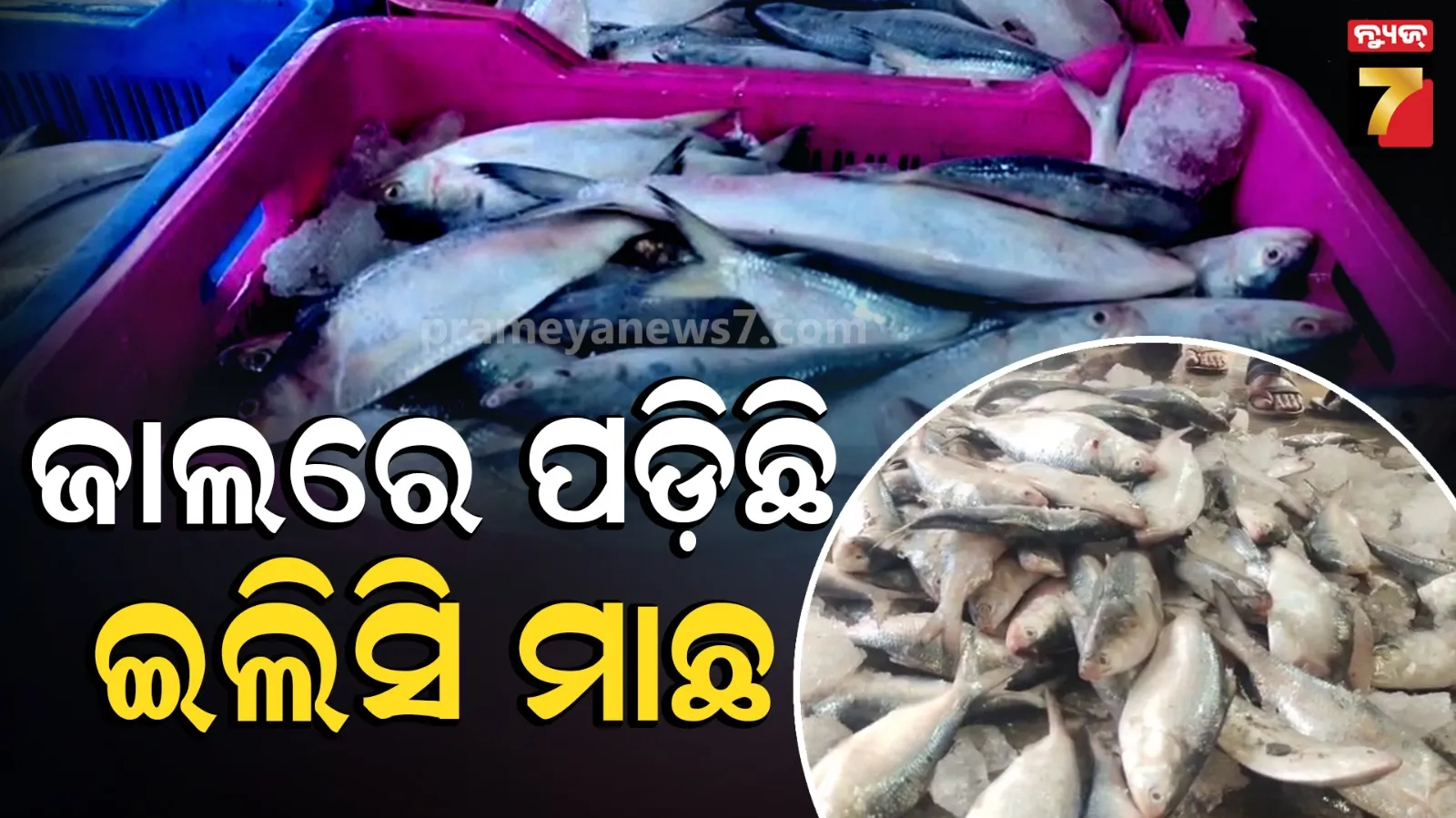 ଜାଲରେ ପଡ଼ିଲା କ୍ୱିଣ୍ଟାଲ କ୍ୱିଣ୍ଟାଲ ଇଲିସି, ମତ୍ସ୍ୟଜୀବୀ ମାଲେମାଲ୍