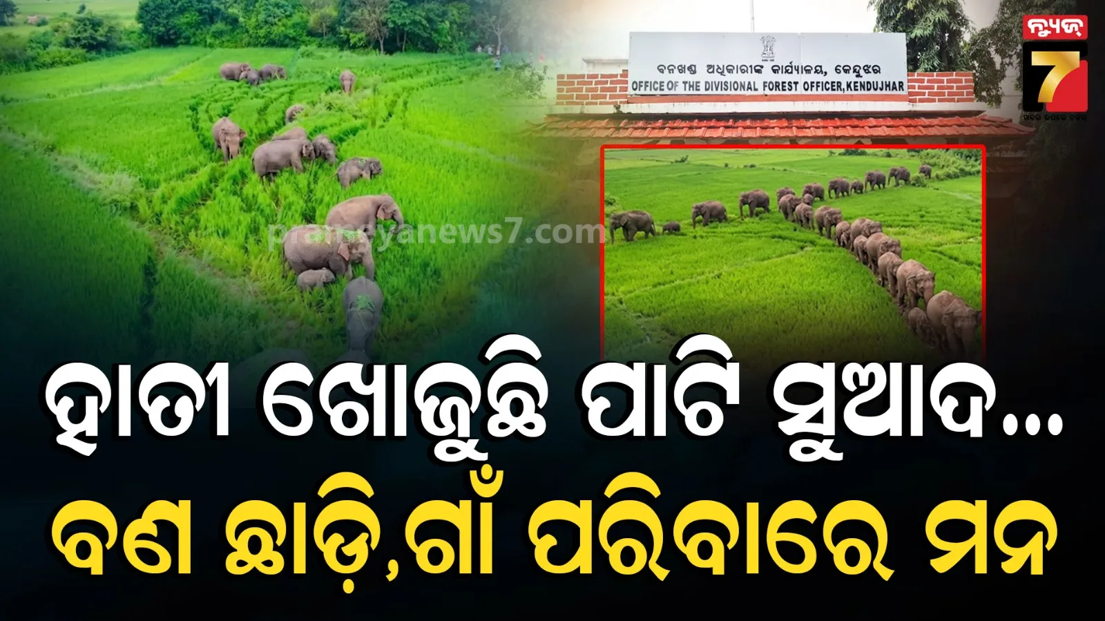 Human-elephant conflict: ଜଙ୍ଗଲରେ ଆଉ ଲାଗୁନି କି ହାତୀଙ୍କ ମନ , କ'ଣ ହୋଇପାରେ କାରଣ ?