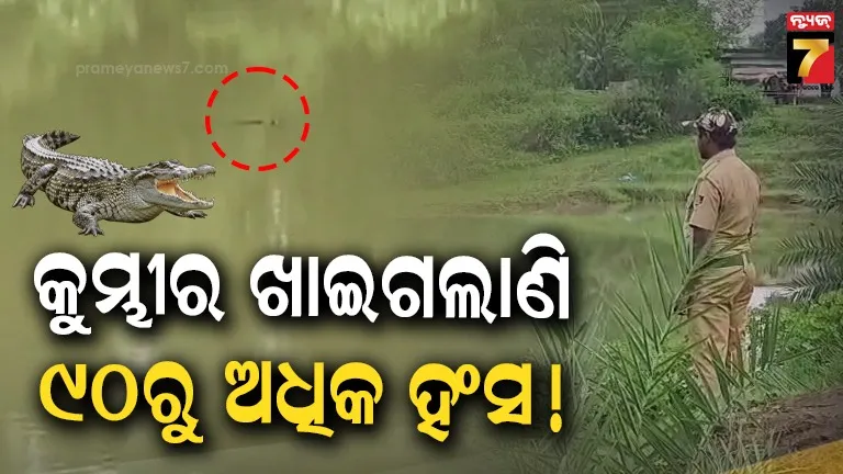 ଗାଁ ପୋଖରୀରେ ବୁଲୁଛି କୁମ୍ଭୀର, ଖାଇ ଗଲାଣି ଅନେକ ହଂସ ଓ ମାଛ