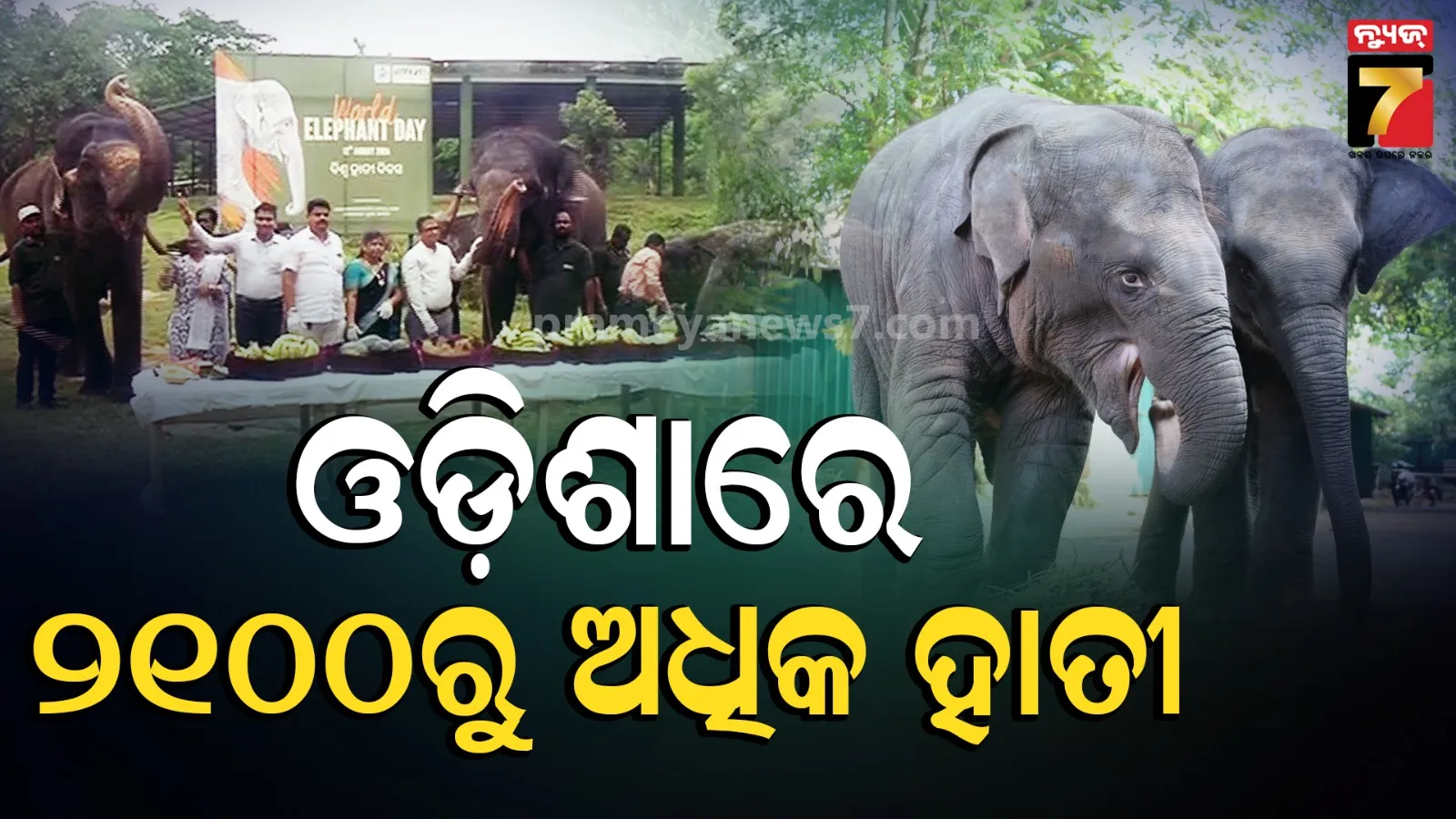 World Elephant Day