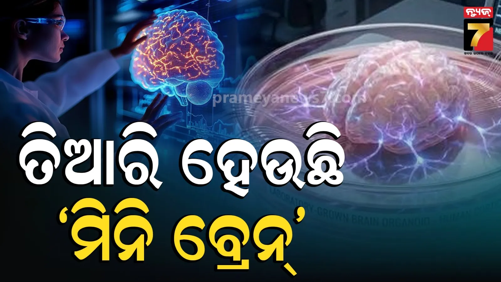 Mini Human Brains