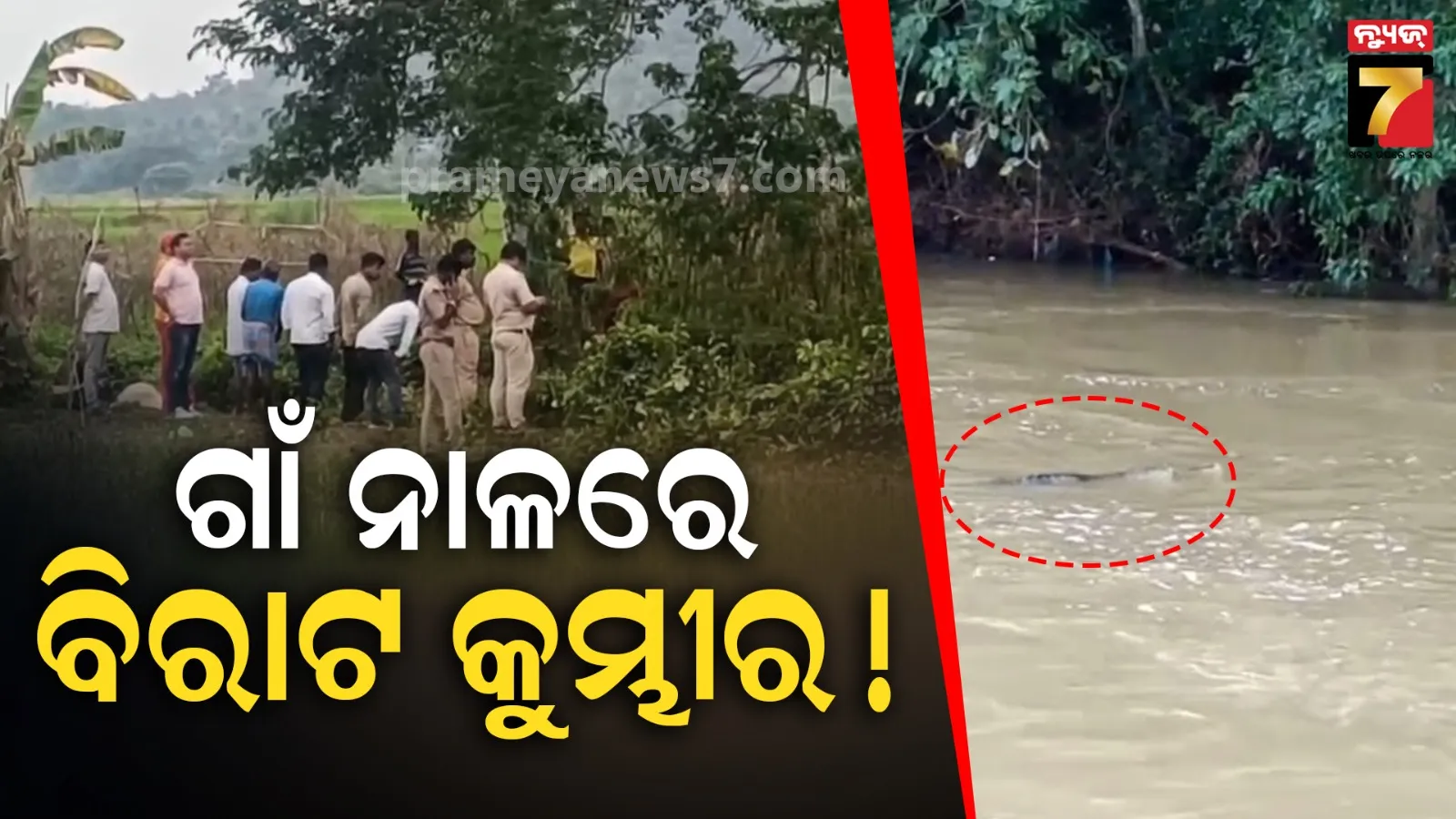 ଭାସି ଆସିଲା କୁମ୍ଭୀର, ଗାଁ ନାଳରେ ଖେଳାଇଲା ଆତଙ୍କ...ଭୟରେ ଗ୍ରାମବାସୀ