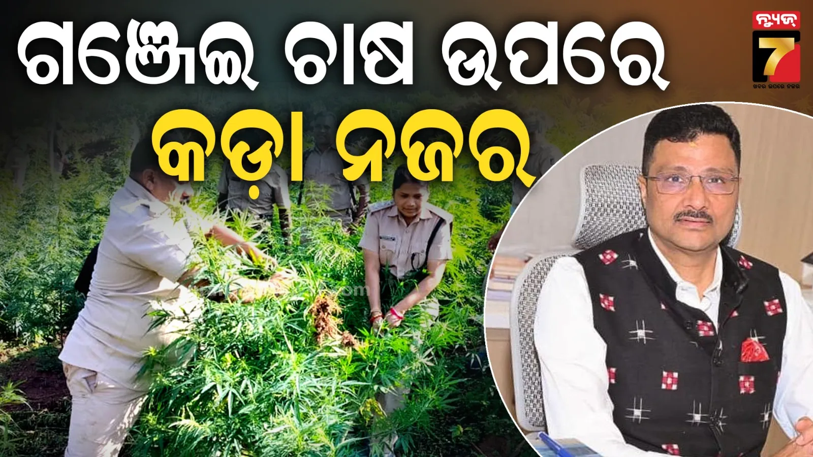 cannabis cultivation 