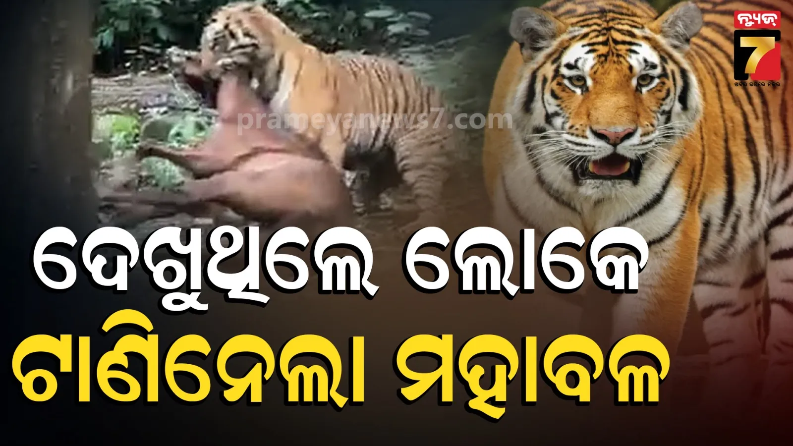 ହଠାତ ଆସିଲା ବାଘ, ଘୋଡାକୁ ଶିକାର କରି ଟାଣିନେଲା...ଚାହିଁ ରହିଥିଲେ ଲୋକେ