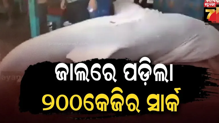 200kg Shark Digha : ଜାଲରେ ପଡ଼ିଲା ଦୁଇ କୁଇଣ୍ଟାଲ ଓଜନର ସାର୍କ ମାଛ,  ଦେଖିବାକୁ ଲୋକଙ୍କ ଭିଡ଼ 