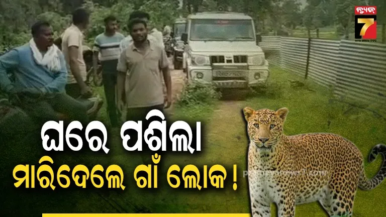 tiger attack