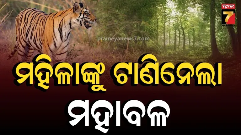 ମହିଳାଙ୍କ ମୁଣ୍ଡକୁ କାମୁଡ଼ି ଧରି ୩୦୦ ମିଟର ଘୋଷାଡ଼ି ନେଲା ବାଘ, ଲୋକଙ୍କ ଚିତ୍କାର ଶୁଣି ଜଙ୍ଗଲକୁ ପଳାଇଲା