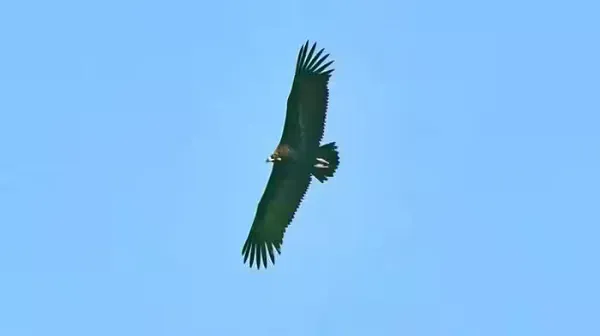 Indian Vulture 
