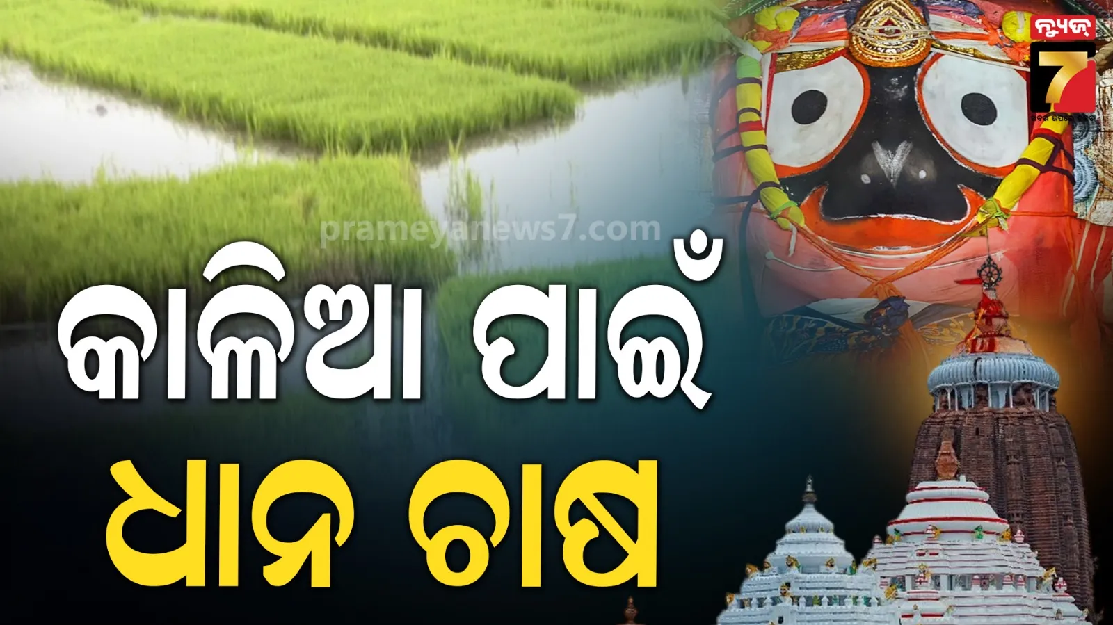 Jagannath Temple rice : ପ୍ରଥମ ଥର ପାଇଁ ପୁରୀ ଶ୍ରୀମନ୍ଦିରକୁ ଯିବ ବଲାଙ୍ଗିର ଚାଉଳ, କୋଠ ଭୋଗରେ ହେବ ଲାଗି