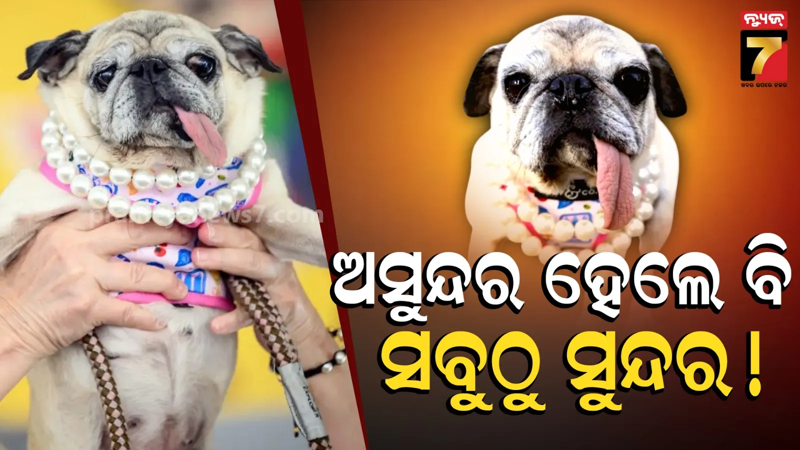 World’s Ugliest Dog 2026