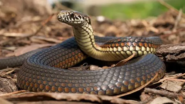  rapid snake bite treatment
