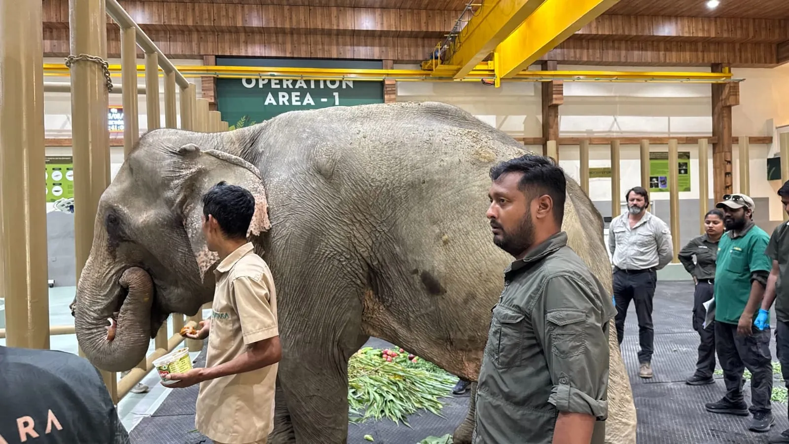 Elephant airlifted to Vantara: ବନ୍ୟାରେ ଭାସି ଆହତ ହୋଇଥିଲା ଜୟମୋତି, ଚିକିତ୍ସା ପାଇଁ ଜାମନଗର ବନତାରାକୁ ଏୟାରଲିଫ୍ଟ