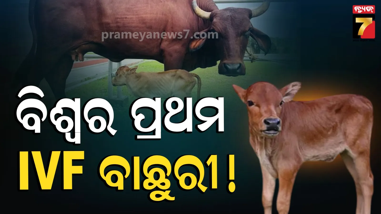 ଆସାମ ରଚିଲା ଇତିହାସ ! IVF ପଦ୍ଧତିରେ ଜନ୍ମ ନେଲା ବିଶ୍ବର ପ୍ରଥମ ମାଈ ବାଛୁରୀ 