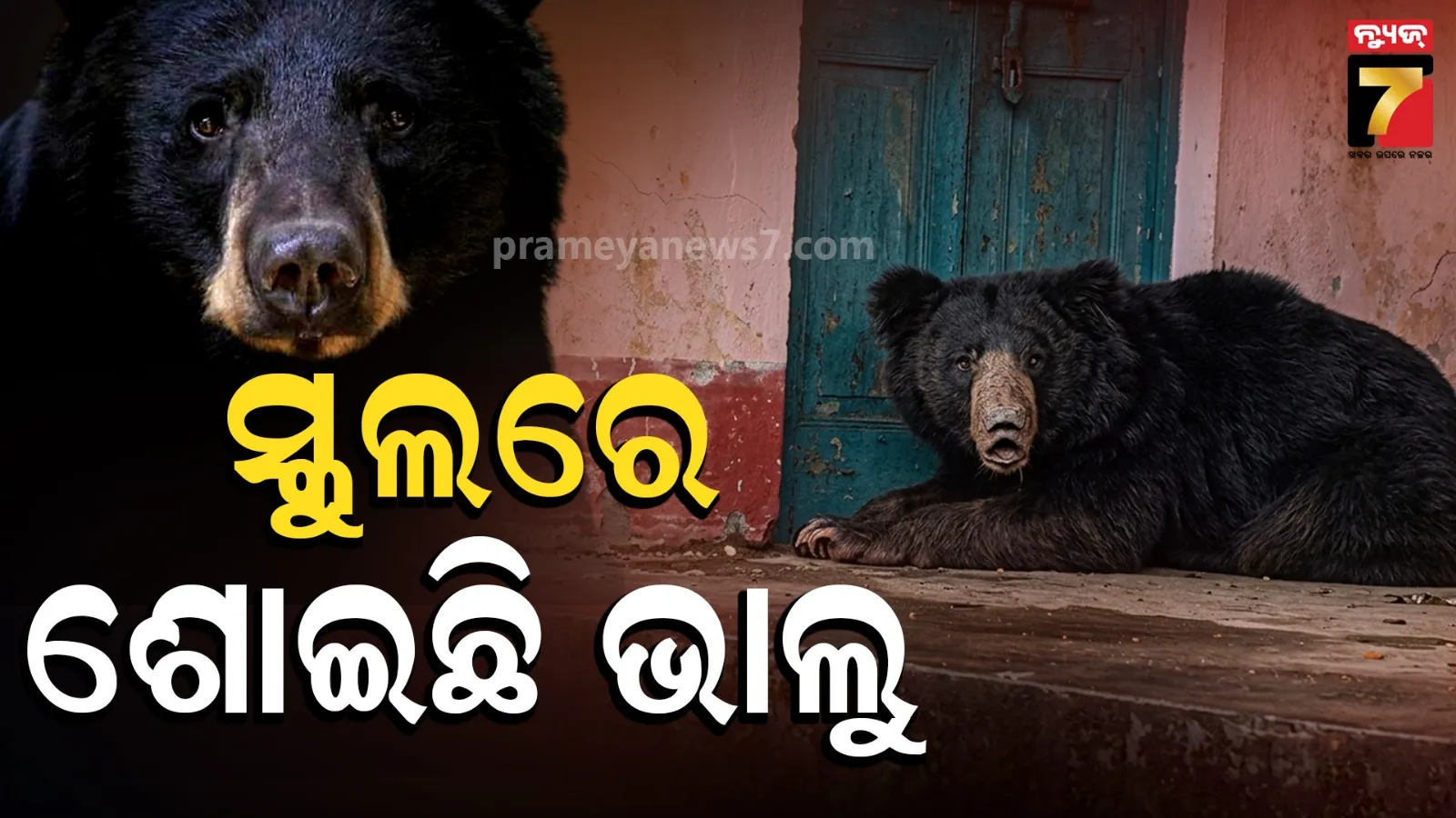 bear attack
