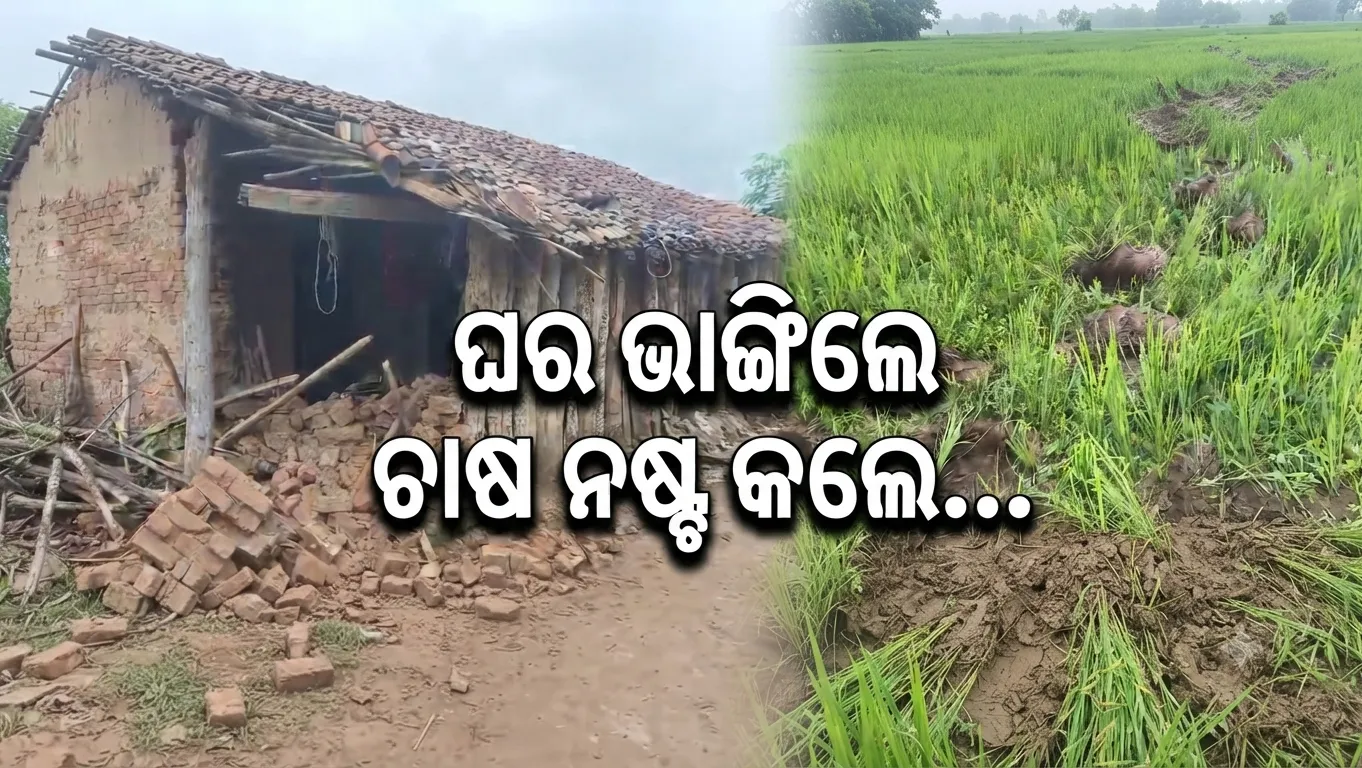 ହାତୀପଲଙ୍କ ଉପଦ୍ରବ, ଅଳ୍ପକେ ବର୍ତ୍ତିଗଲେ ସୁଧୀରଙ୍କ ପରିବାର
