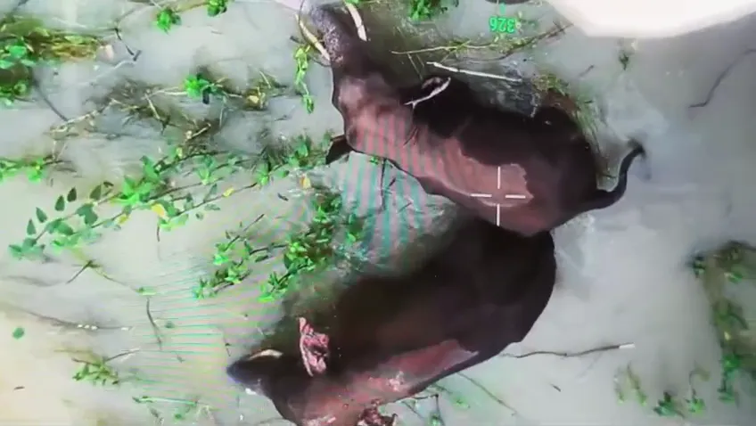 Ttwo tuskers trapped: ଡ୍ୟାମ୍‌ରେ ପାଣି, ଫସିଗଲେ ୨ ଦନ୍ତା ; ଡ୍ରୋନ୍‌ ଓ ବୋଟ୍‌ରେ ରେସ୍‌କ୍ୟୁ ଅପରେସନ୍